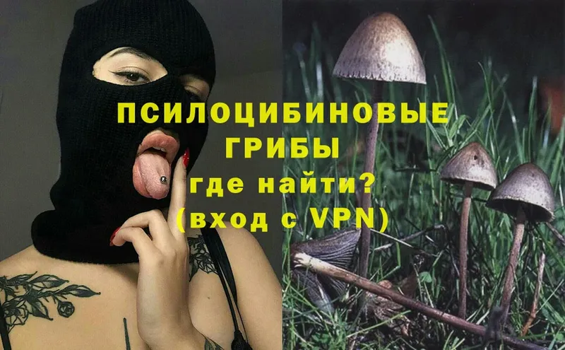 магазин продажи наркотиков  Гусиноозёрск  площадка какой сайт  Псилоцибиновые грибы Psilocybe 